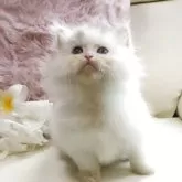 ミヌエット(長足)