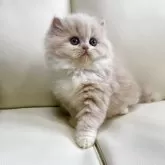 ミヌエット(長足)