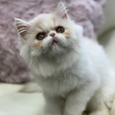 ミヌエット(長足)