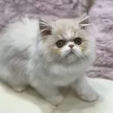 ミヌエット(長足)