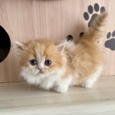 ミヌエット(短足)