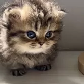 ミヌエット(短足)