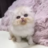 ミヌエット(長足)