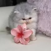 ミヌエット(長足)