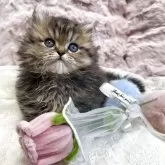 ミヌエット(短足)