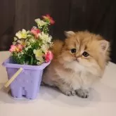 ペルシャ(チンチラ)【広島県・男の子・2024年12月3日・チンチラゴールデン】の写真1