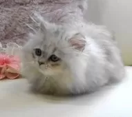 ミヌエット(短足)【広島県・男の子・2025年8月7日・シェーデッドシルバー】の写真2