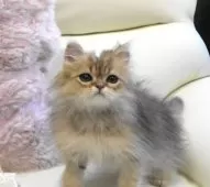 ペルシャ(チンチラ)【広島県・男の子・2025年7月24日・チンチラゴールデン】の写真3