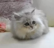 ミヌエット(短足)【広島県・男の子・2025年8月7日・シェーデッドシルバー】の写真3