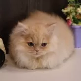 ミヌエット(短足)【広島県・男の子・2024年10月1日・クリームタビー】の写真4