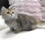 ペルシャ(チンチラ)【広島県・女の子・2025年7月24日・チンチラゴールデン】の写真4