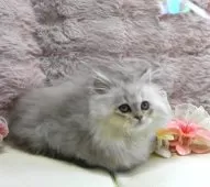 ミヌエット(短足)【広島県・男の子・2025年8月7日・シェーデッドシルバー】の写真4