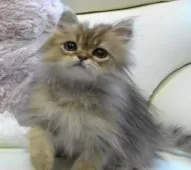 ペルシャ(チンチラ)【広島県・男の子・2025年7月24日・チンチラゴールデン】の写真5