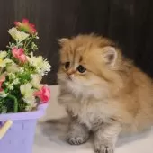 ペルシャ(チンチラ)【広島県・男の子・2024年12月3日・チンチラゴールデン】の写真5