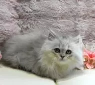 ミヌエット(短足)【広島県・男の子・2025年8月7日・シェーデッドシルバー】の写真5