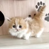 ミヌエット(短足)【広島県・男の子・2025年5月12日・レッドタビー&ホワイト】の写真2