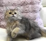 ペルシャ(チンチラ)【広島県・女の子・2025年7月24日・チンチラゴールデン】の写真6