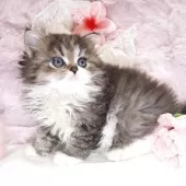 ミヌエット(長足)【広島県・男の子・2025年6月6日・ブラウンタビー&ホワイト】の写真7