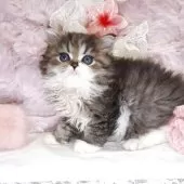 ミヌエット(長足)【広島県・男の子・2025年6月6日・ブラウンタビー&ホワイト】の写真8