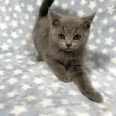 ブリティッシュショートヘア