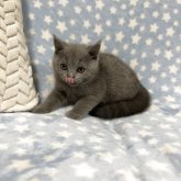 ブリティッシュショートヘア