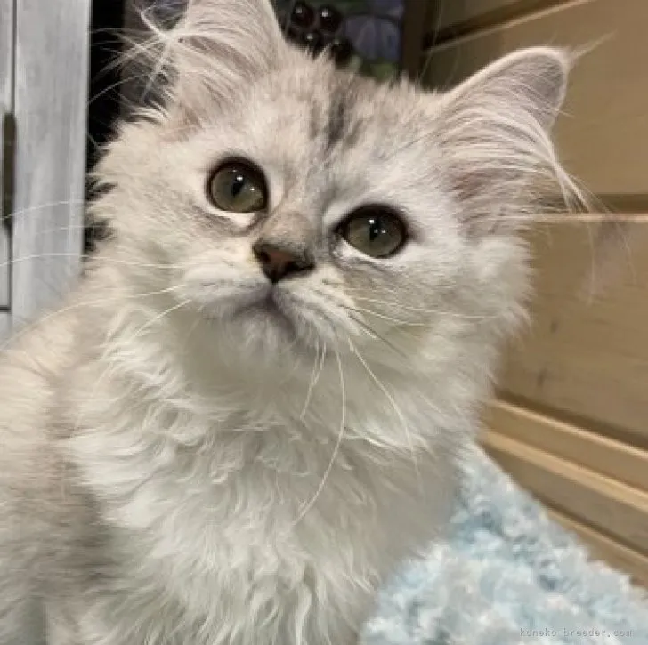 ID:2304-02035の子猫