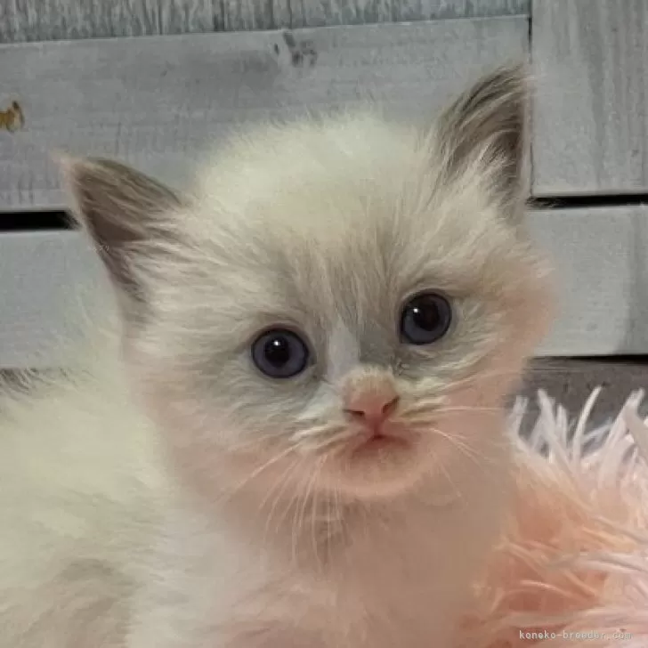 ID:2404-01043の子猫