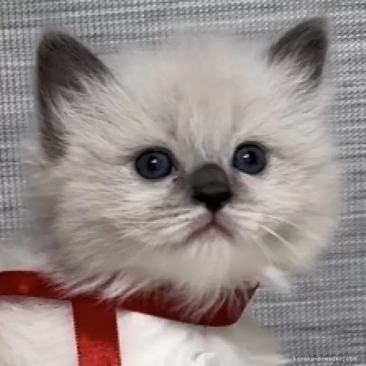 ID:2408-01731の子猫