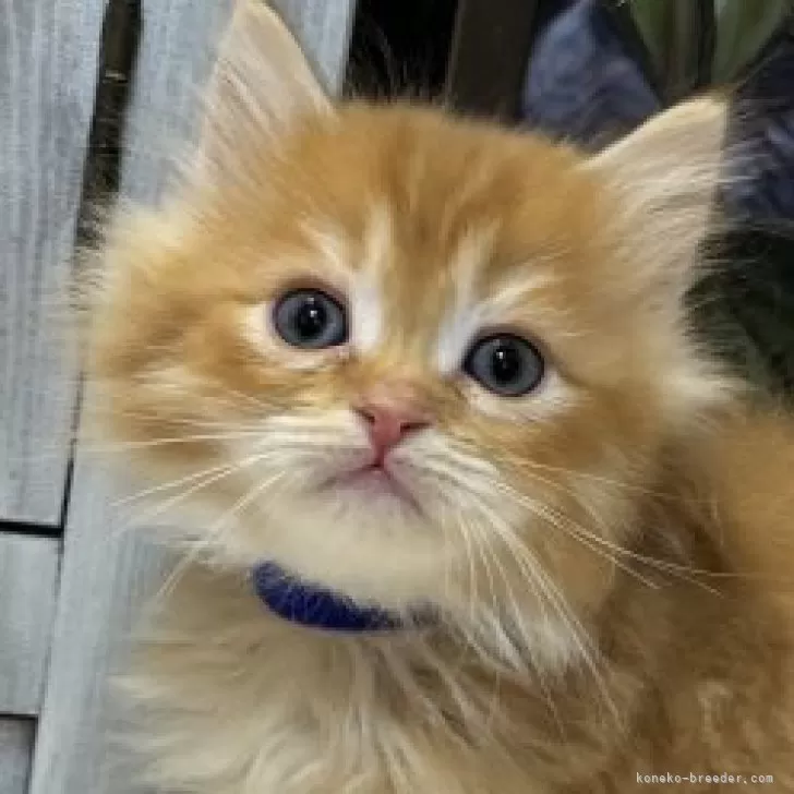 ID：2410-02728の子猫