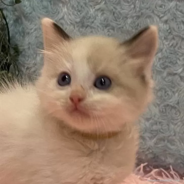 ID：2403-01868の子猫