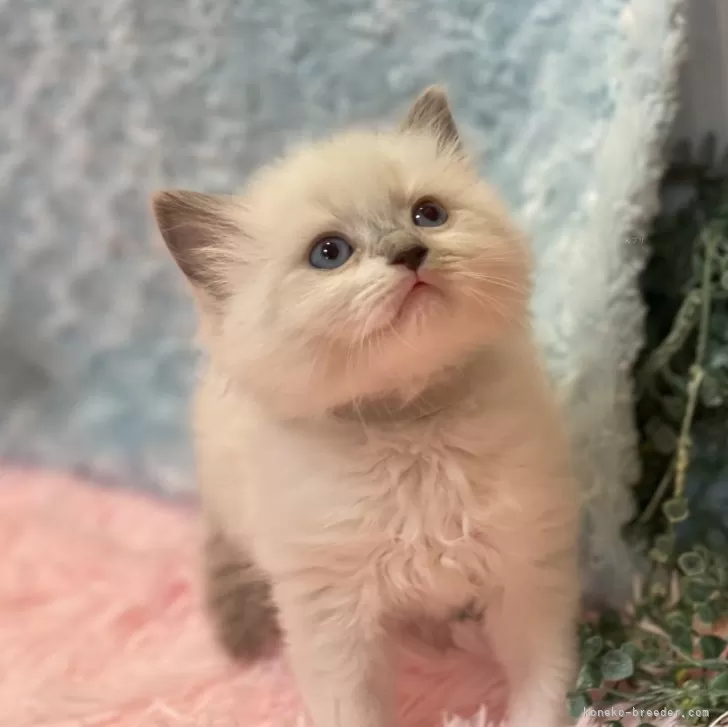 ID：2403-01573の子猫