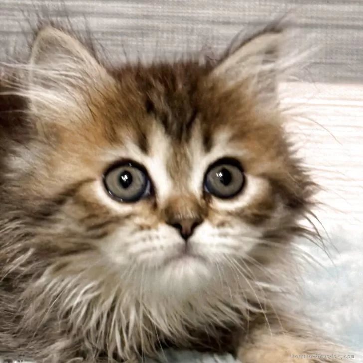 Y.H 様のお迎えした子猫