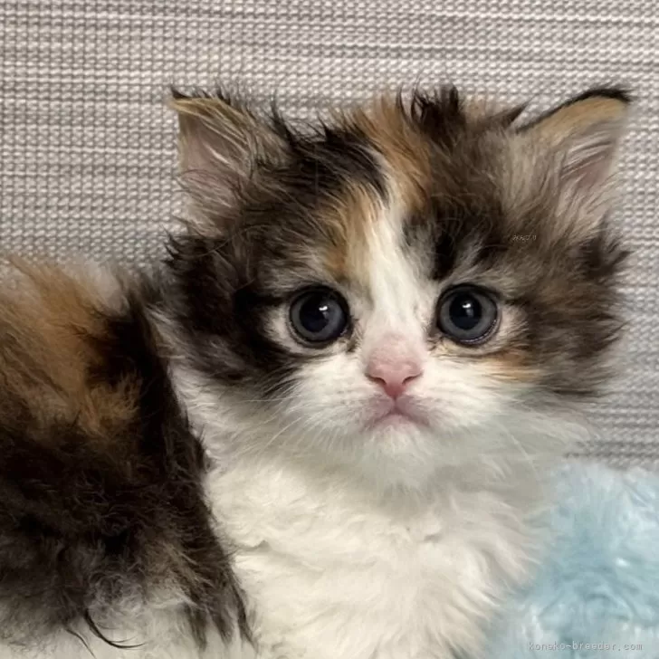 ID：2502-01559の子猫