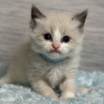 ラグドール【群馬県・男の子・2025年1月25日・シールポイントバイカラー（ふわふわ）】の写真「可愛い子🩷」