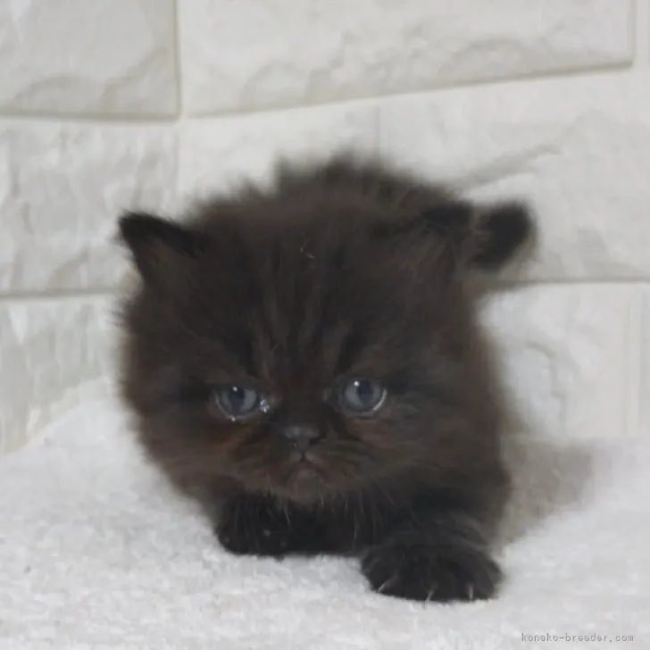 ID：2311-00636の子猫