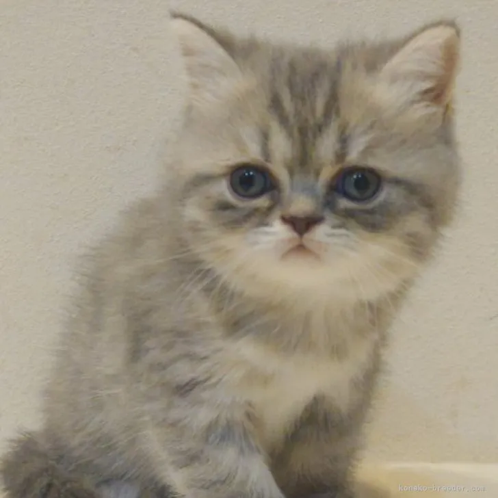 ID：2304-01737の子猫