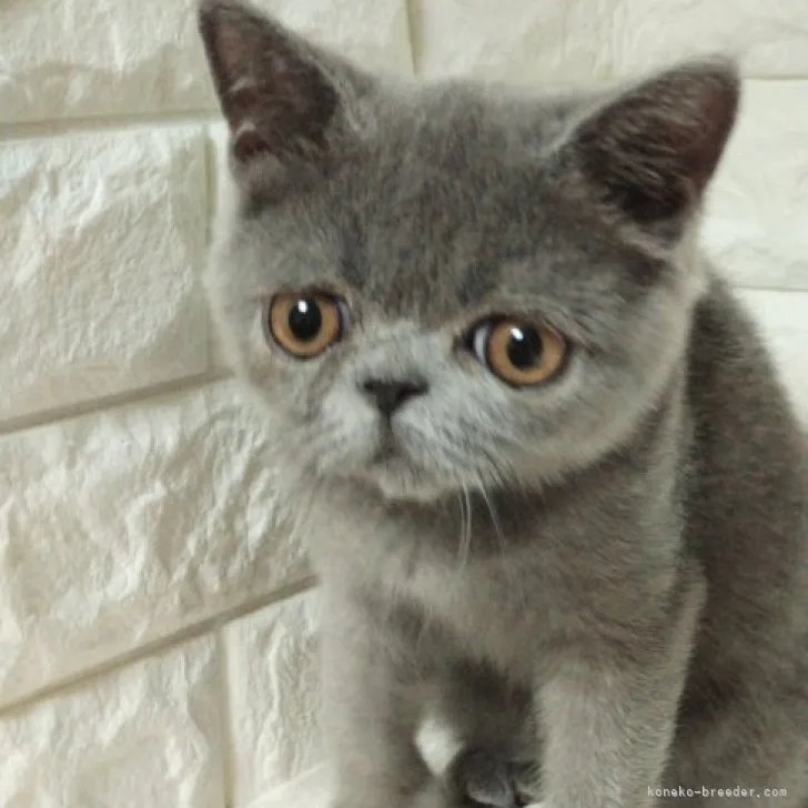 ID:2310-01946の子猫