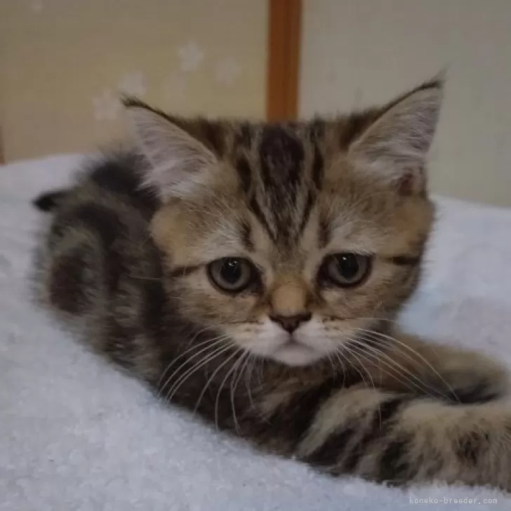 ID:2403-01978の子猫