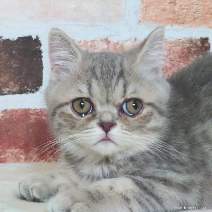 ID：2304-01741の子猫