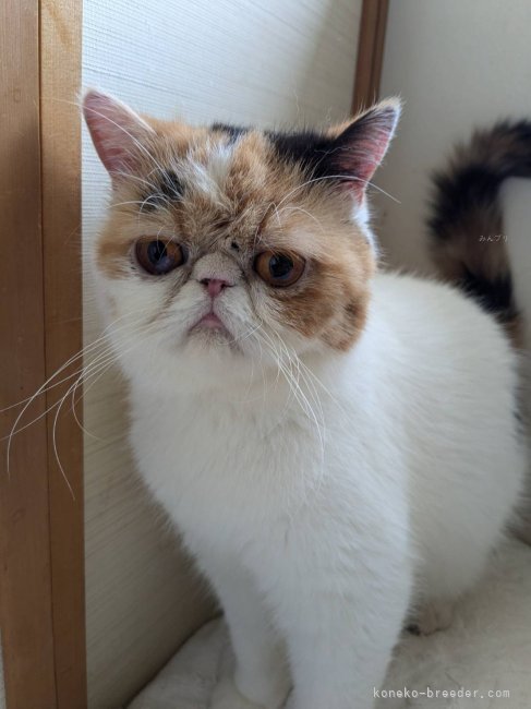 エキゾチックショートヘア【・女の子・2021年10月2日・キャリコ】