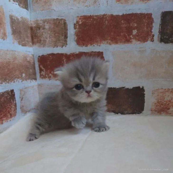 ID：2304-01730の子猫