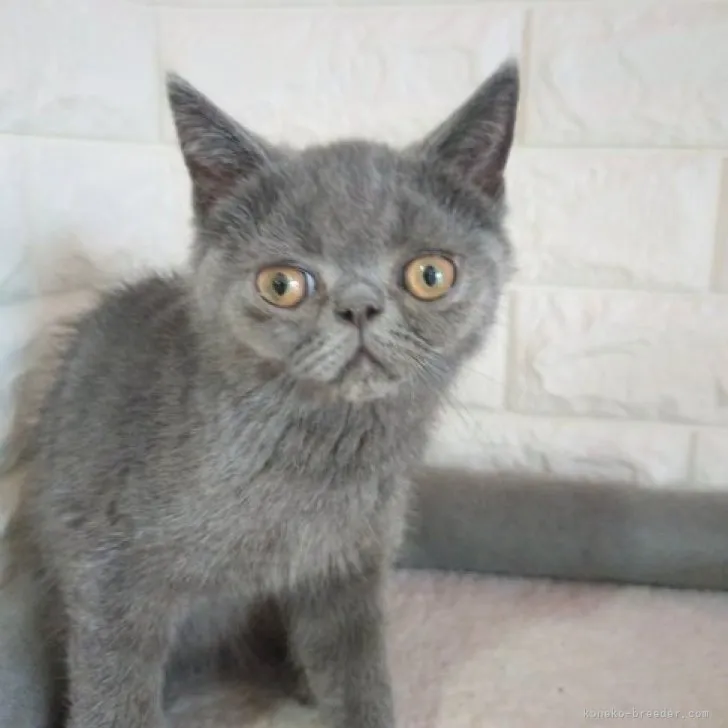 ID：2306-00483の子猫