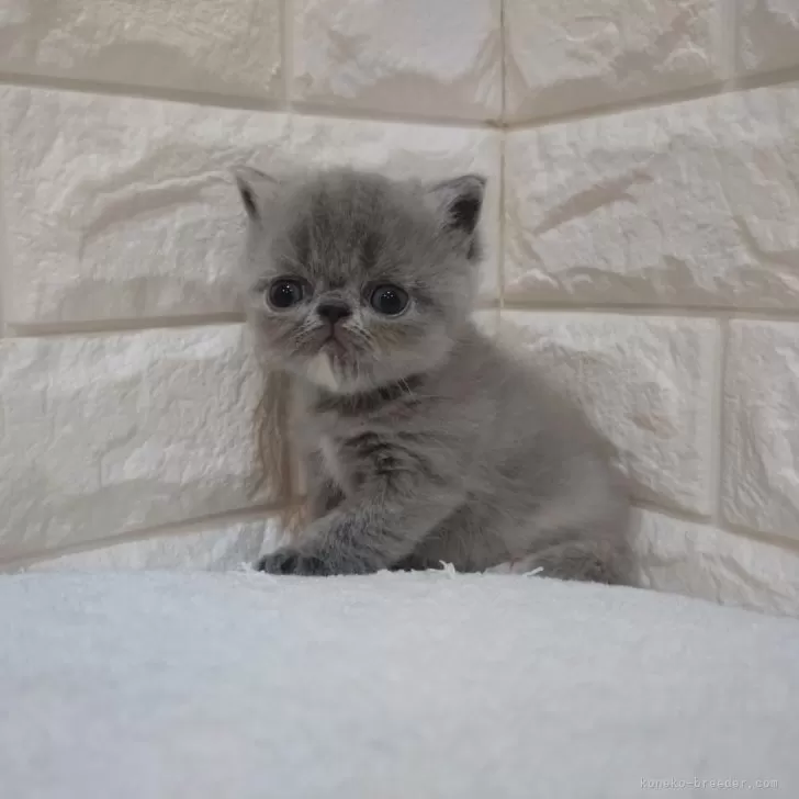ID:2412-00176の子猫