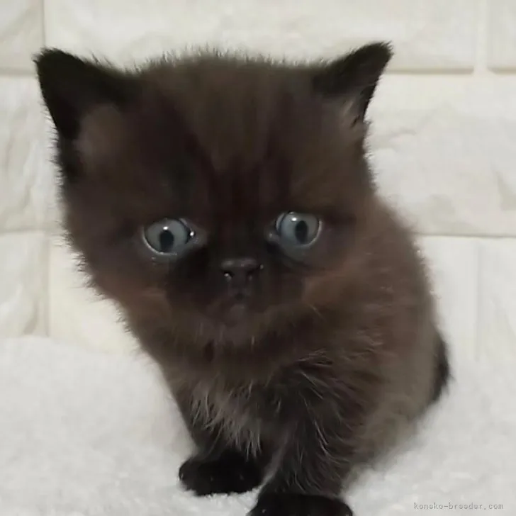 ID：2311-00633の子猫