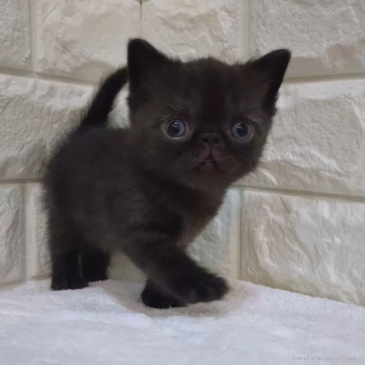 ID:2409-02125の子猫