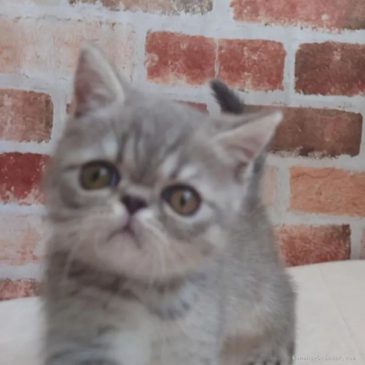 ID：2302-00191の子猫