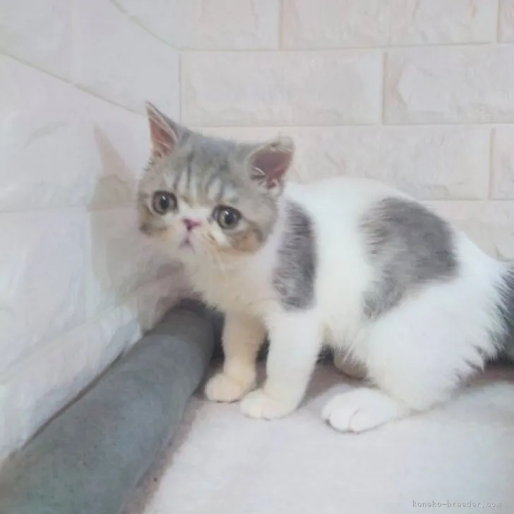 ID：2304-02801の子猫