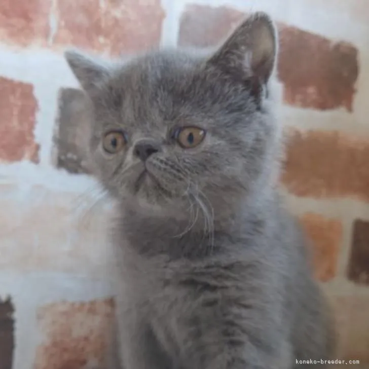 ID：2302-00180の子猫