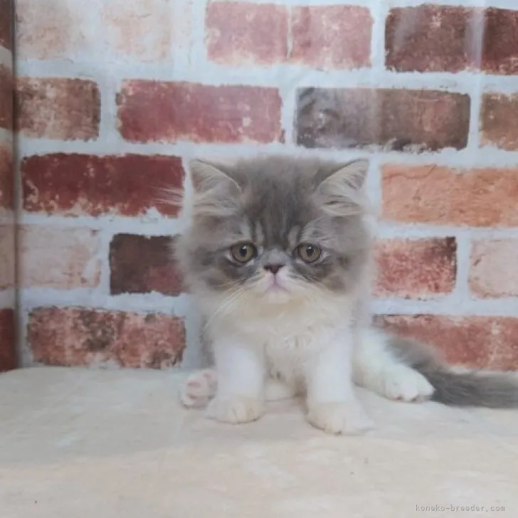 ID:2304-02805の子猫
