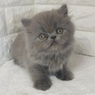 エキゾチックショートヘア【静岡県・男の子・2023年9月5日・ブルー（ロング）】の写真「甘えん坊の可愛い男の子✨☺️」